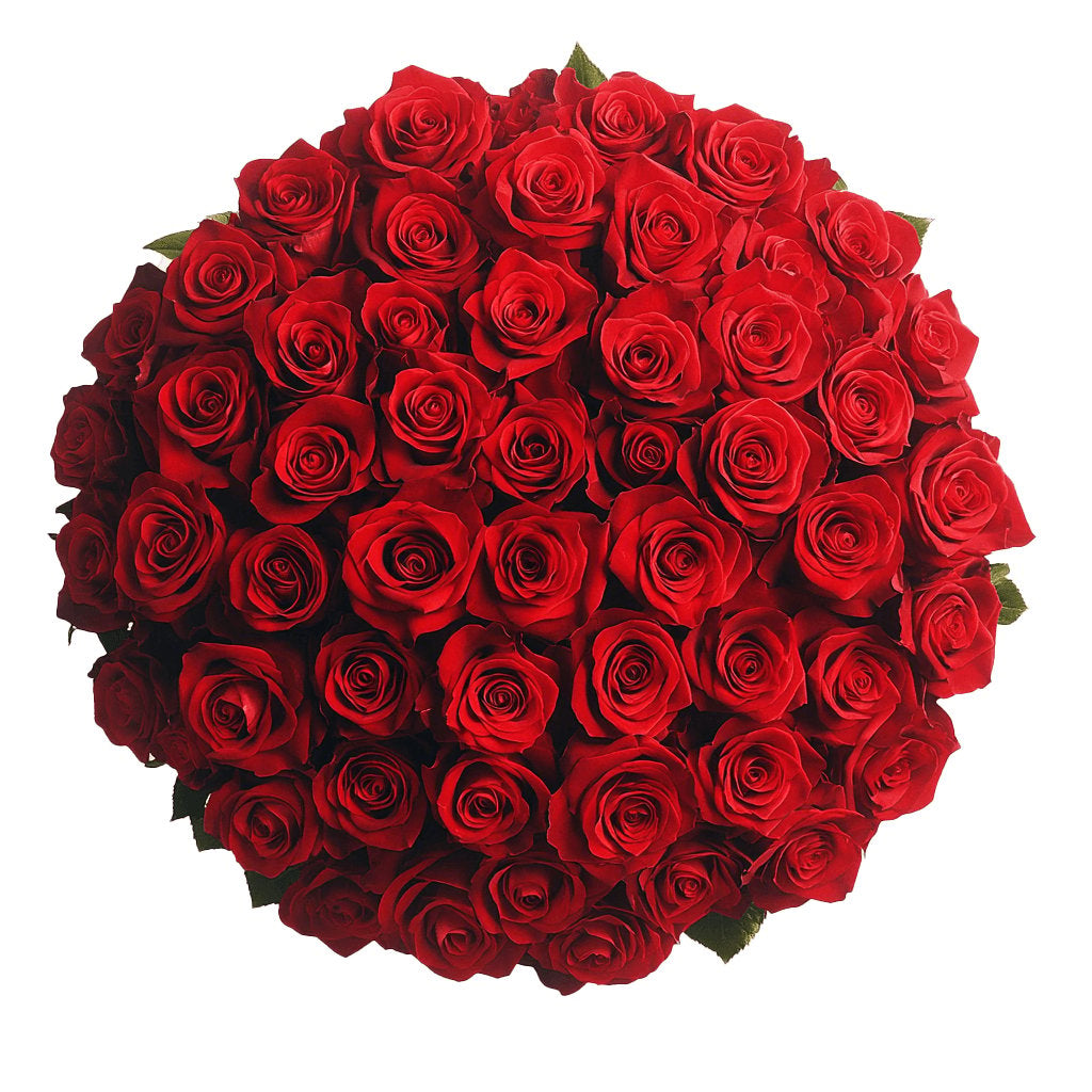 Queen 100 Roses